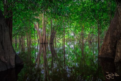 Durchfahrt zwischen den Bäumen... Der Amazonas Regenwald ist schon beeindruckend!