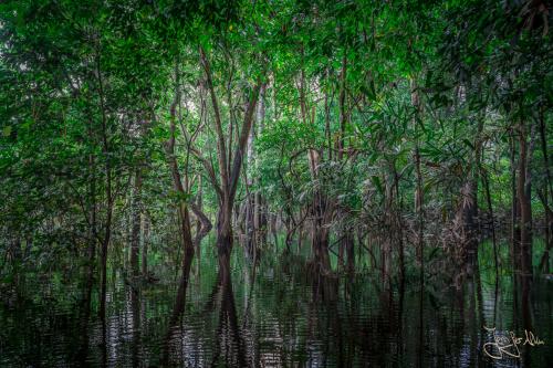 Durchfahrt zwischen den Bäumen... Der Amazonas Regenwald ist schon beeindruckend!