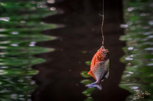 Piranha angeln...
