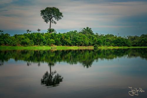 Spiegelung im Amazonas