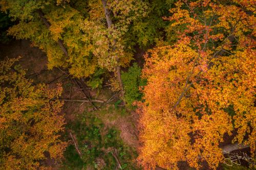 Baumwipfelpfad Ebrach - Der Steigerwald im Herbstkleid