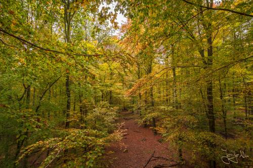 Baumwipfelpfad Ebrach - Der Steigerwald im Herbst
