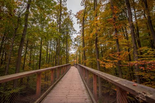 Baumwipfelpfad Ebrach - Der Steigerwald im Herbstkleid