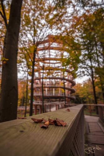 Baumwipfelpfad Ebrach - Der Steigerwald im Herbst
