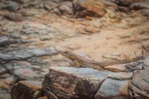 Echse in Jericoacoara