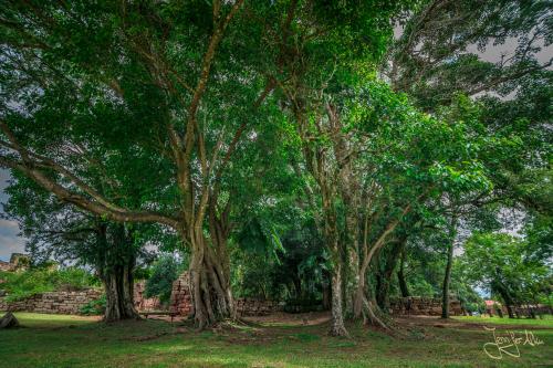 Alter Baumbestand bei Ruinen von San Ignacio Mini