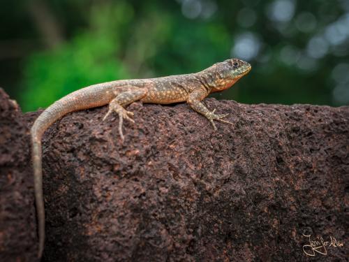 Eidechse sonnt sich auf den Mauern der Ruinen