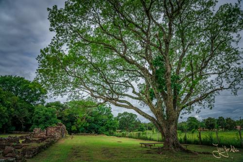 Alter Baumbestand auf dem Gelände der Ruinen von San Ignacio Mini