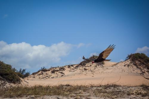 Riesiger Vogel am Strand von Canoa Quebrada