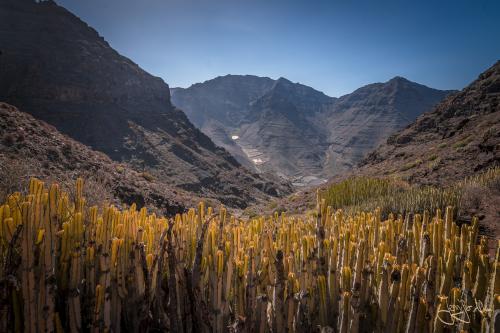 In dieser trockenen Landschaft überleben eigentlich nur Kakteen...