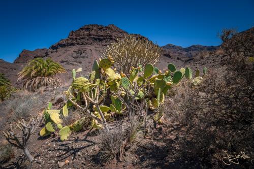 Wanderung von Tasartico zum Playa Güi Güi