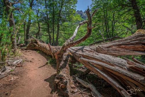 5 Tage Trekking-Tour bei Bariloche - Tag 1: Von Colonia Suiza nach Laguna Negra