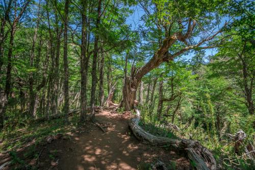 5 Tage Trekking-Tour bei Bariloche - Tag 1: Von Colonia Suiza nach Laguna Negra