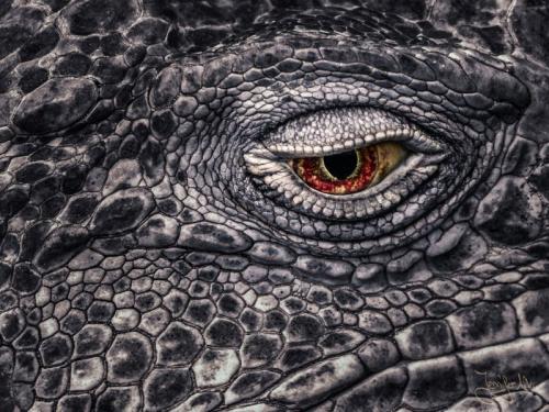 Color Key - Leguanauge