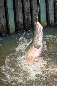 Auf diesem Bild sieht man einen Pirarucu Fisch bei der Fütterung. Der Pirarucu schießt aus dem Wasser um an sein Futter zu kommen.