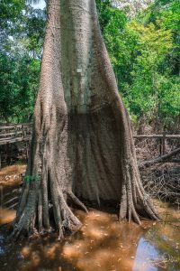 Auf diesem Bild sieht man den Stamm eines Kapok-Baum. 