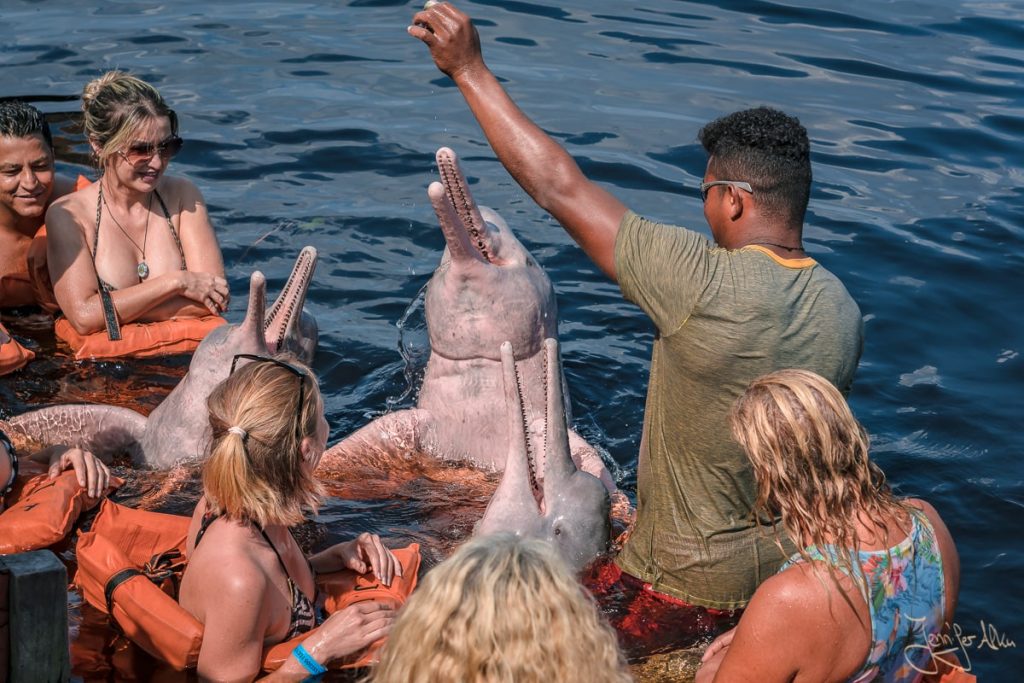 Auf diesem Bild bin ich umzingelt von 3 rosa Flussdelfinen. Sie werden von einem Guide gefüttert.