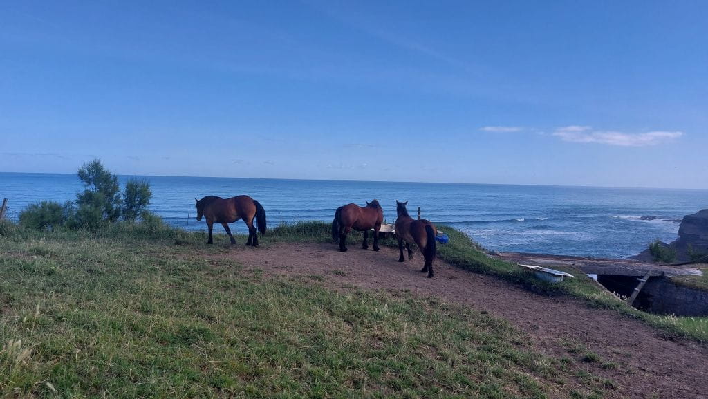 Pferde auf einer Weide an der Küste entlang des Camino del Norte