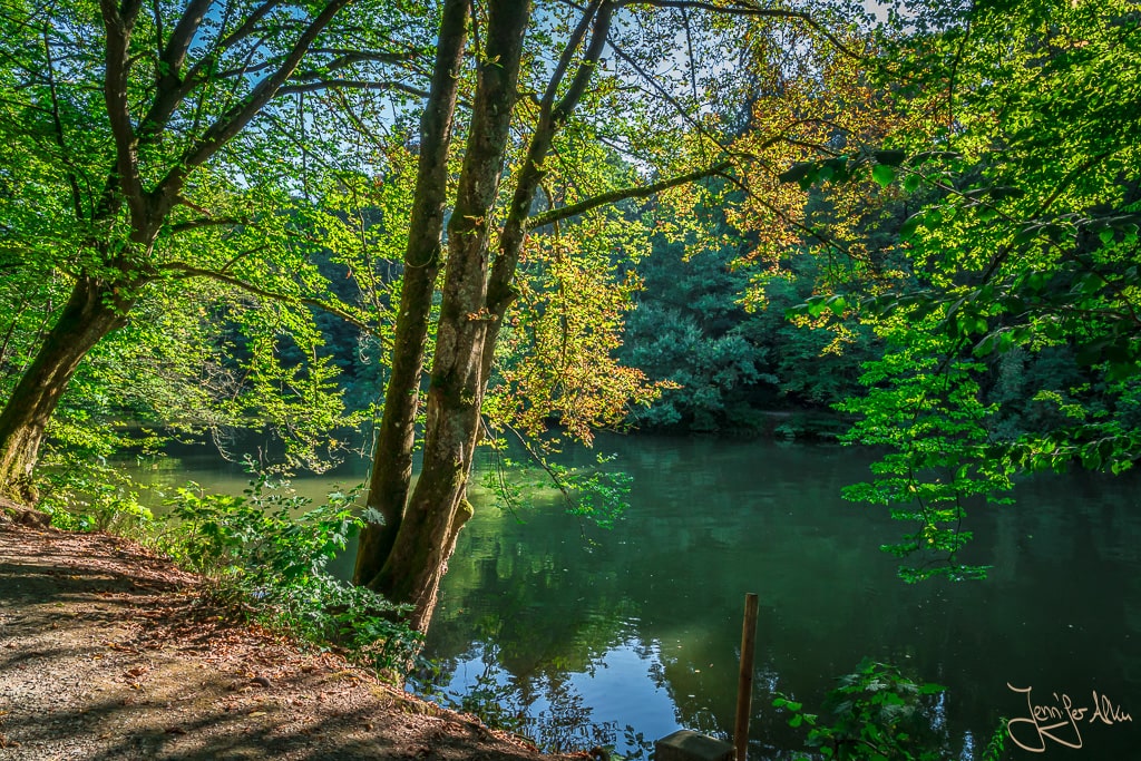 Dieses Bild zeigt die Regnitz und die Bäume im Theresienhain einem Teil vom Hainpark in Bamberg