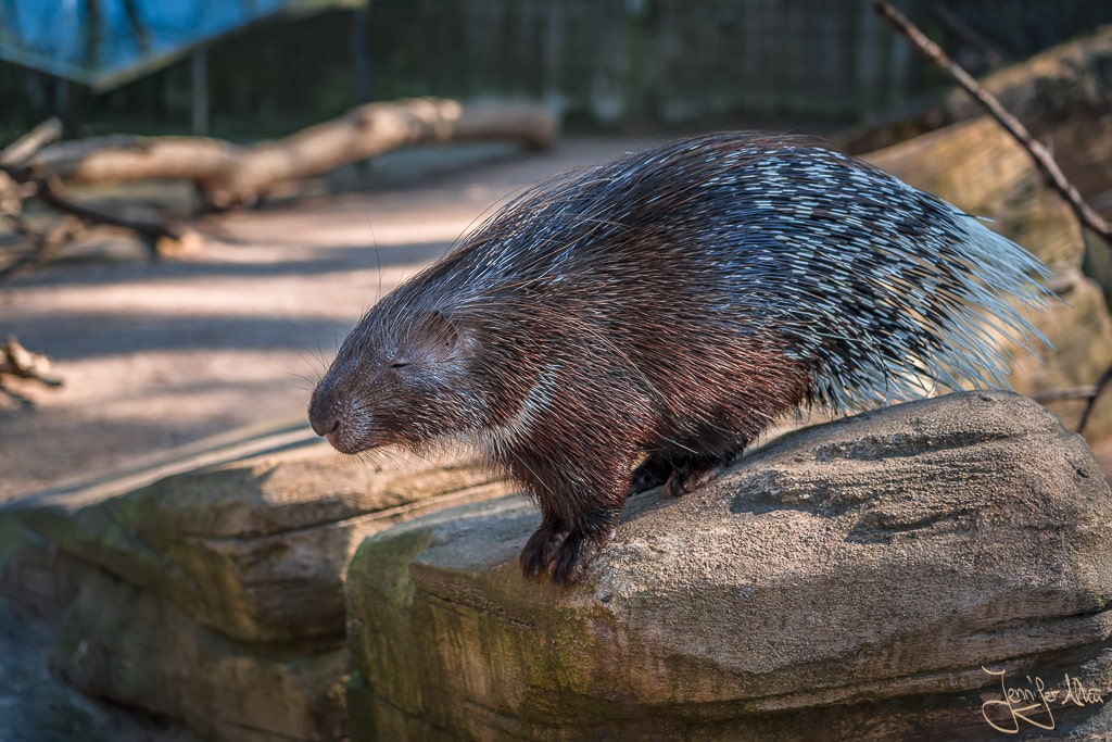 Dieses Bild zeigt ein Stachelschwein im Hofer Zoo