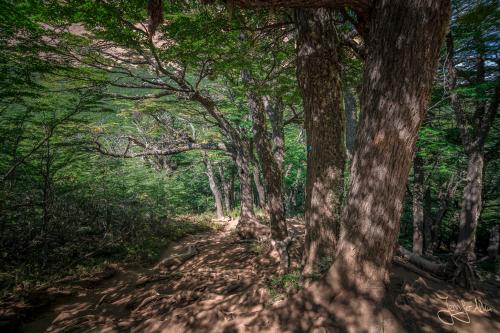 Wunderschöne Natur auf dem Trekk zum Refugio Frey - Bariloche / Argentinien.