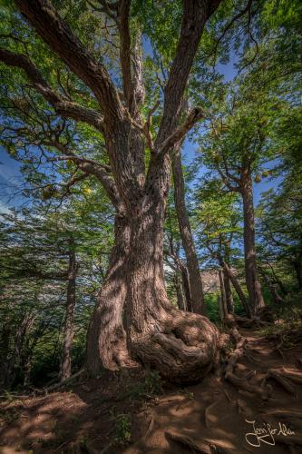 Wunderschöne Natur auf dem Trekk zum Refugio Frey - Bariloche / Argentinien.