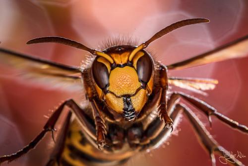 Hornissen im Flug fotografieren bei Wolfgang Korazija