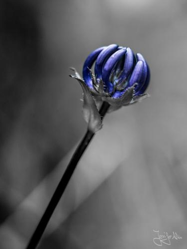 Color Key an einer Blume