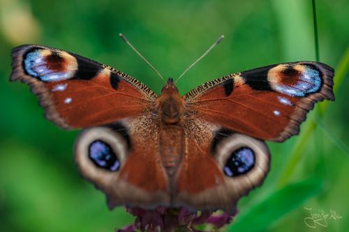 Pfauenauge - Schmetterling