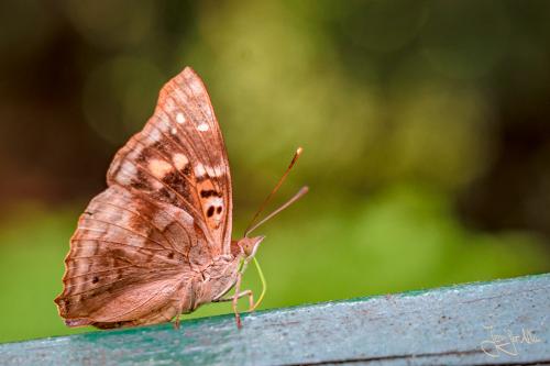Schmetterling - Iguazu Wasserfälle in Brasilien