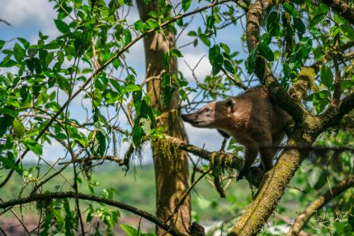 Nasenbär - Iguazu Wasserfälle in Brasilien