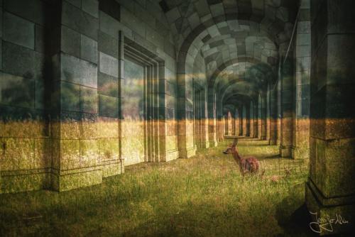 Doppelbelichtung aus einem Säulengang und einer Landschaftsaufnahme mit einem Reh