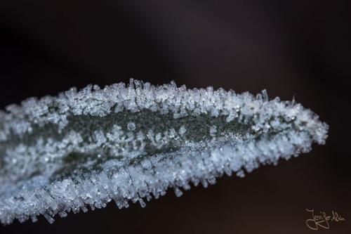 Eisblumen / Eiskristalle