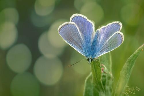 Bläuling - Schmetterling