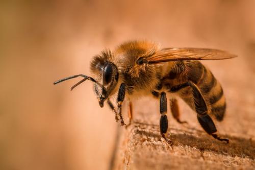 Honigbiene