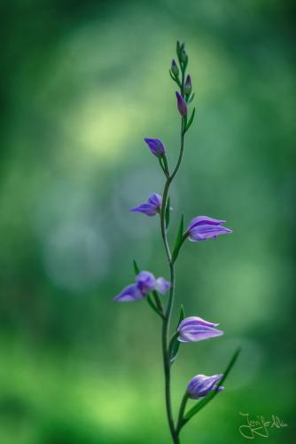Heimische Orchideen - Rotes Waldvöglein