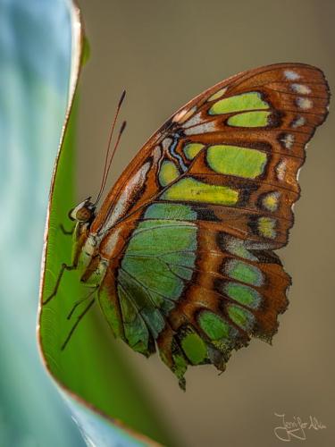 Schöner Schmetterling - Schmetterlingshaus Burgers Zoo Arnheim