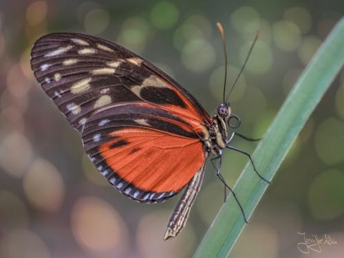 Schöner Schmetterling - Schmetterlingshaus Burgers Zoo Arnheim