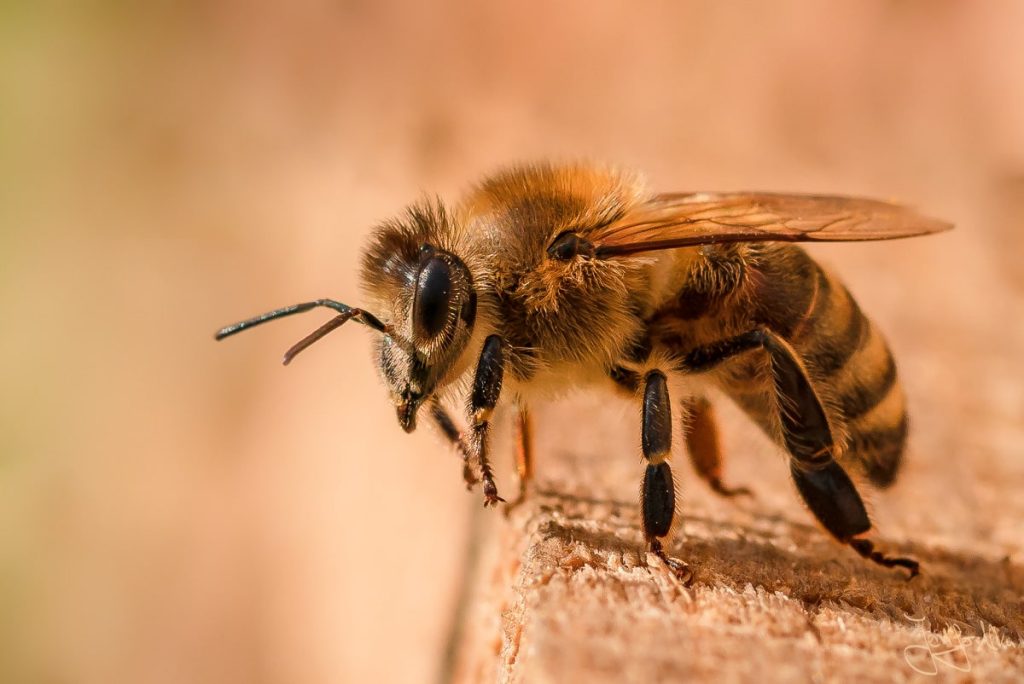 Dieses Bild zeigt eine Nahaufnahme von einer Honigbiene. Makrofotografie Tricks und Tipps für bessere Fotos