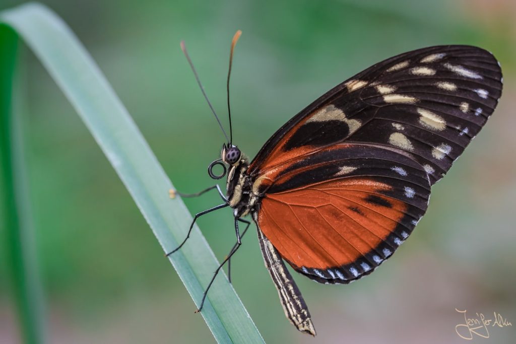 Dieses Bild zeigt eine Makroaufnahme von einem Schmetterling. Makrofotografie Tricks und Tipps für bessere Fotos