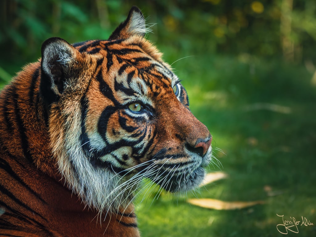 Dieses Bild ist ein Tierporträt von einem Tiger und zeigt die Regel des Raumes in der Fotografie