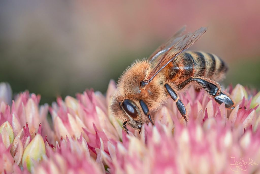 Dieses Bild zeigt eine Makrofotografie von einer Biene