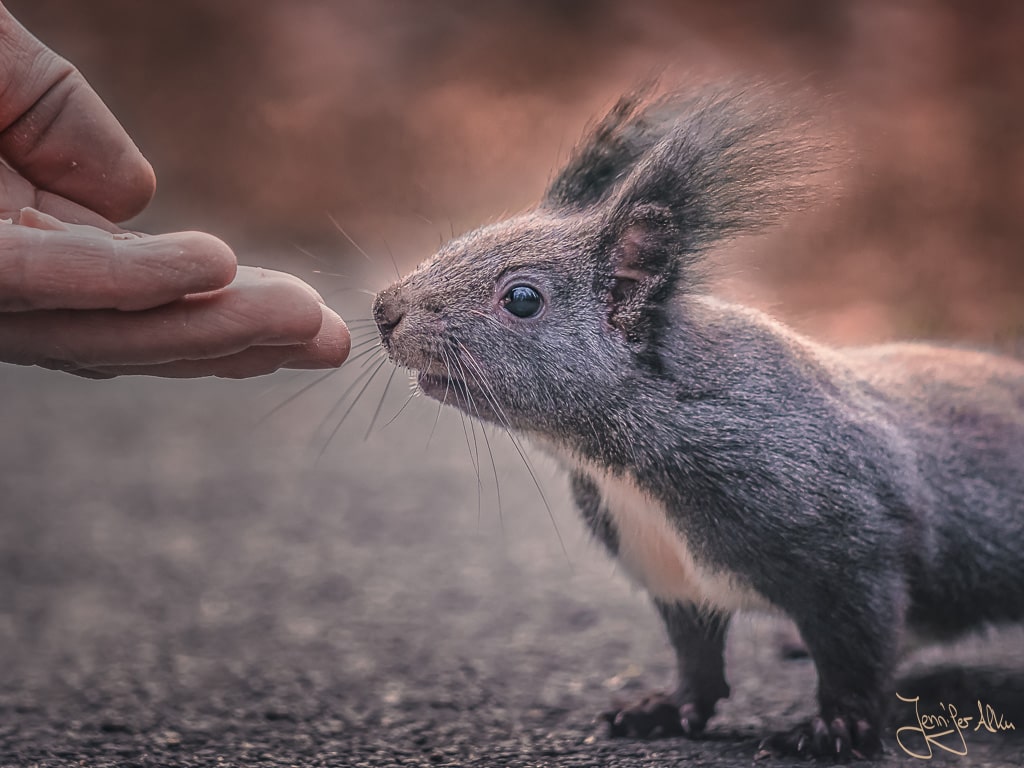 Dieses Bild zeigt ein zahmes Eichhörnchen, das an einer Hand schnuppert