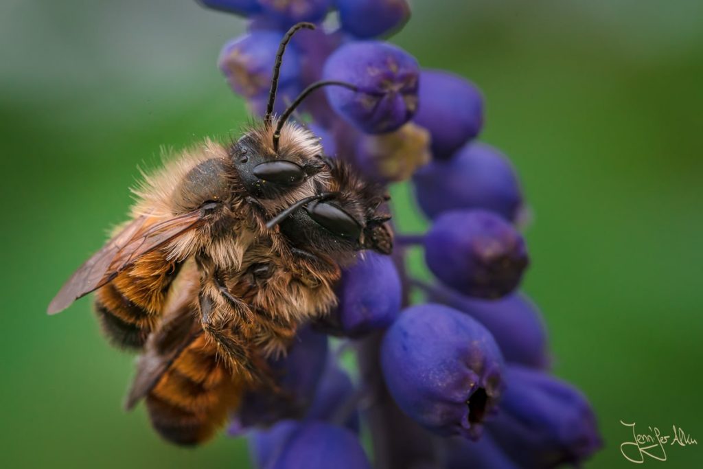 Diese Makroaufnahme zeigt Bienen beim Sex