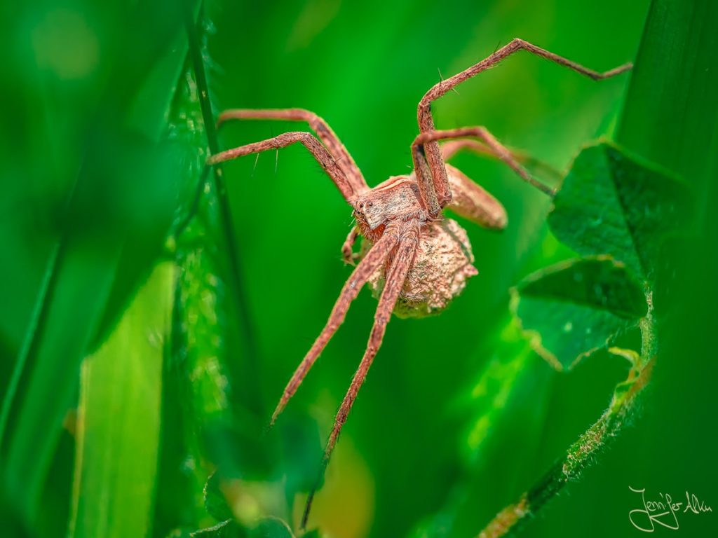 Dieses Bild zeigt eine Spinne mit dickem Bauch zwischen Gräsern