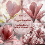 Magnolienblüte – Stuttgart Wilhelma – Analogobjektiv Helios 58mm F2.0