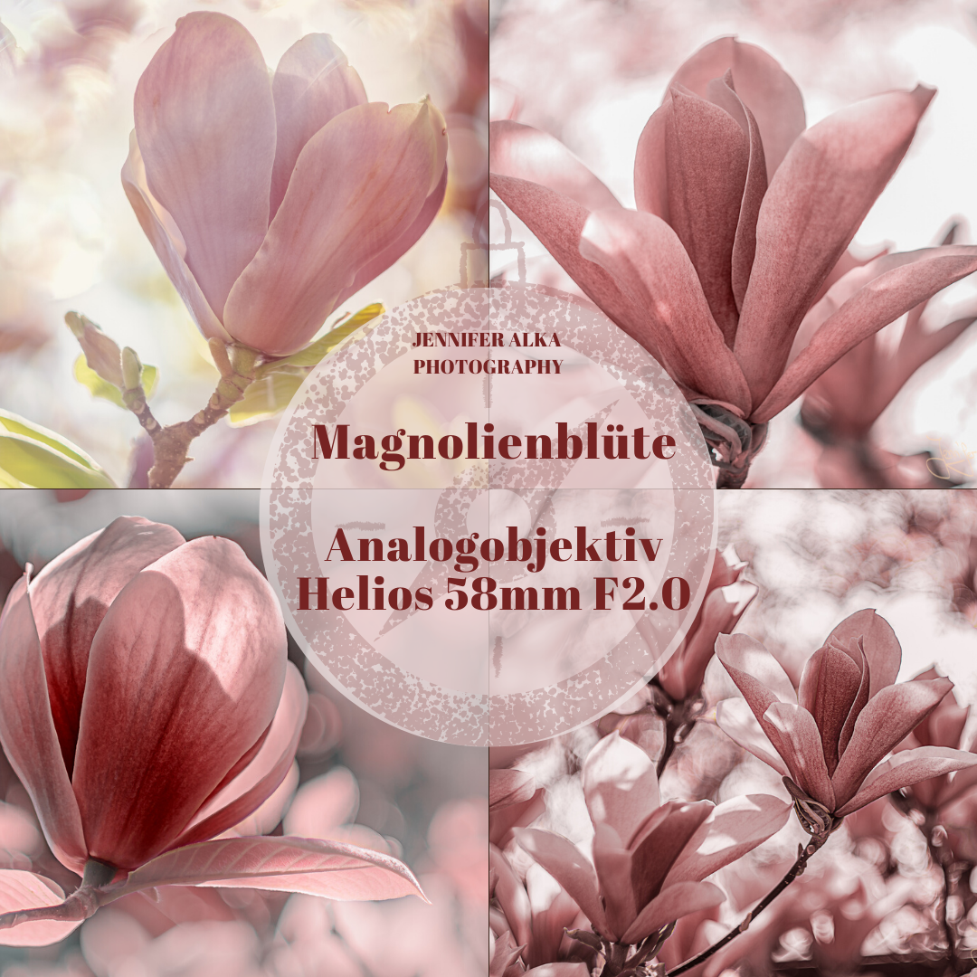 Magnolienblüte - Analogobjektiv Helios 58mm F2.0