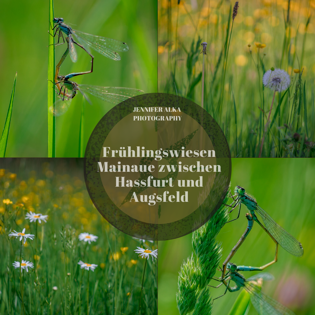 Frühlingswiesen – Mainaue zwischen Hassfurt und Augsfeld
