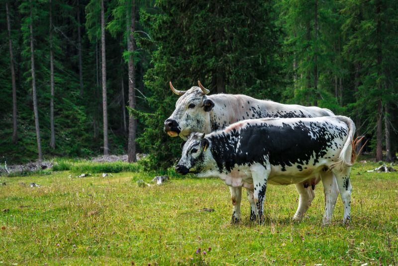 grasende Kühe - Grünwaldalm - Südtirol