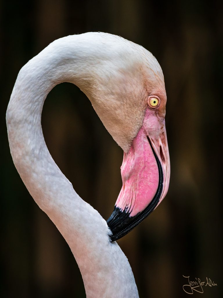 #fopanet #flamingo